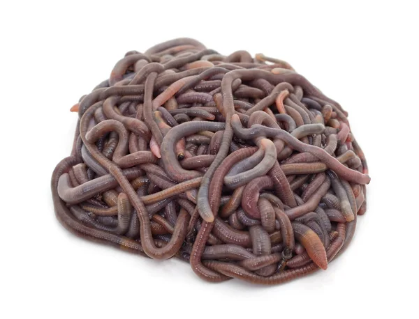 Pile Earthworms Isolated White Background — Stock Photo, Image