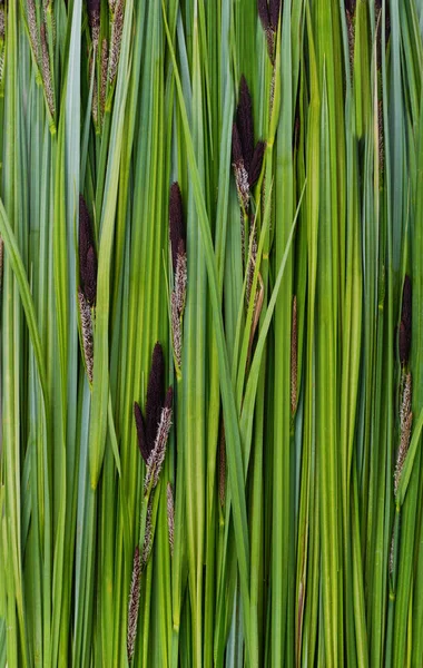 Lots Green Sedge Leaves Forming Background — Stock Photo, Image