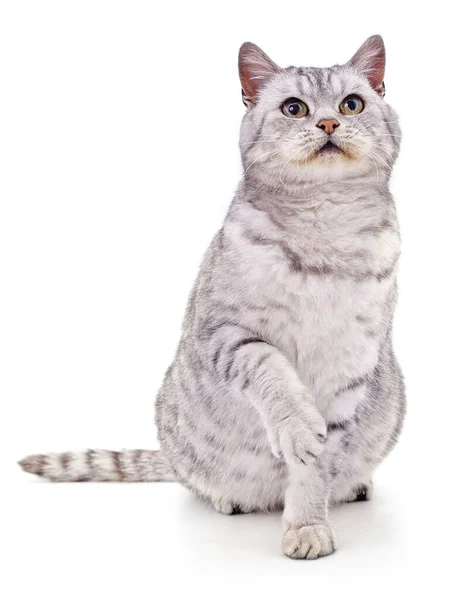 Grå Vacker Katt Isolerad Vit Bakgrund — Stockfoto