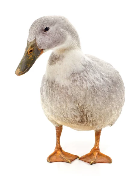 Eine Große Graue Ente Isoliert Auf Weißem Hintergrund — Stockfoto