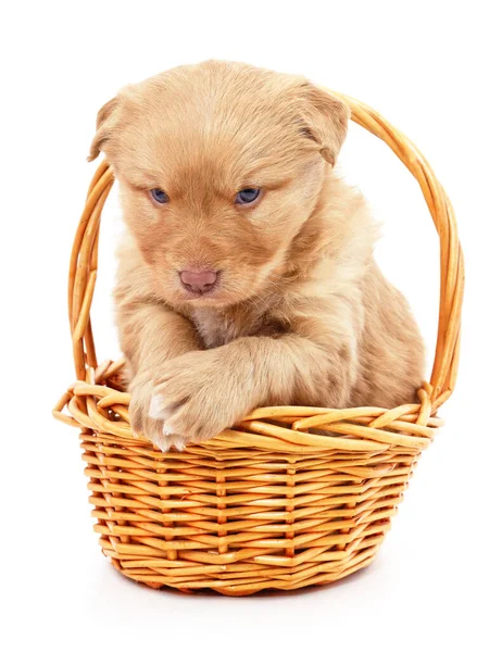 Pequeño Cachorro Una Cesta Aislada Sobre Fondo Blanco — Foto de Stock