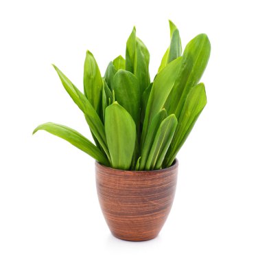 Ramson taze yaprakları beyaz arka planda izole edilmiş..