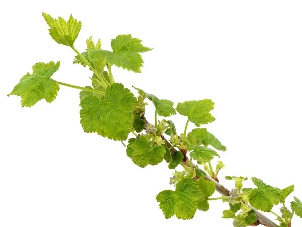 Currant Branch Green Leaves Isolated White Background — Stock Photo, Image