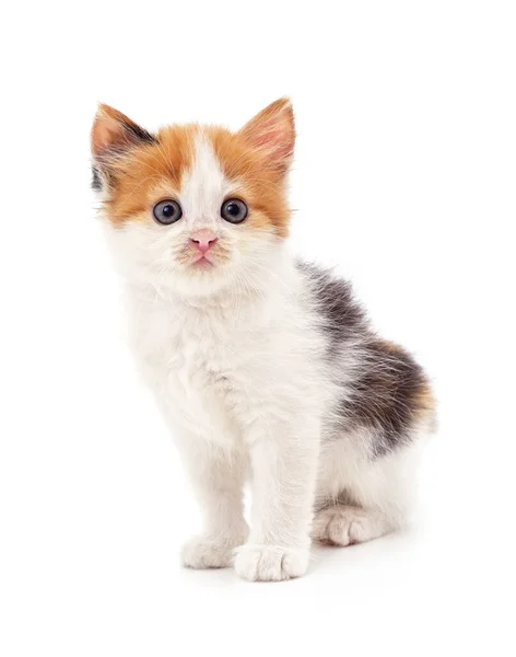 Mooi Poesje Met Blauwe Ogen Geïsoleerd Een Witte Achtergrond — Stockfoto