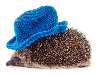 Beyaz arka planda izole edilmiş örgü şapkalı bir kirpi..