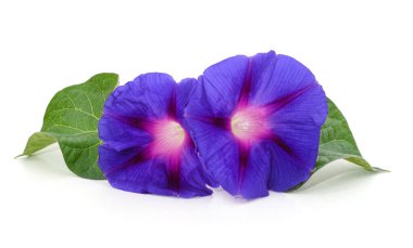 Beyaz arka planda iki mavi çiçek..