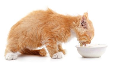 Kırmızı kedi yavrusu ve ekşi krema beyaz arka planda izole edilmiş..