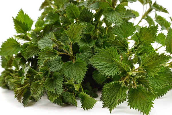 Branch Dari Nettle Hijau Diisolasi Pada Latar Belakang Putih — Stok Foto