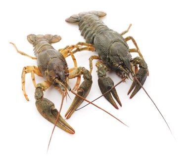 iki crayfishes.