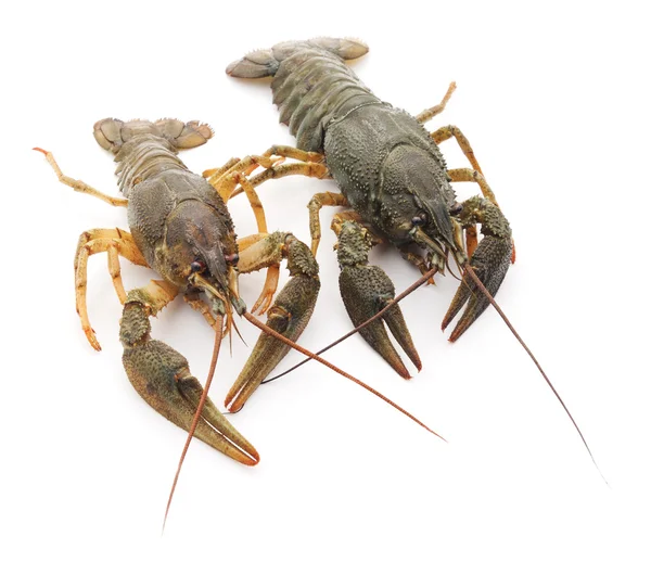 Iki crayfishes. - Stok İmaj