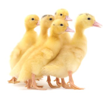 Grup ördek yavrusu.