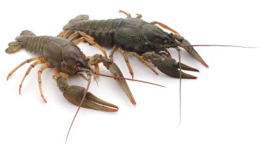 iki crayfishes.