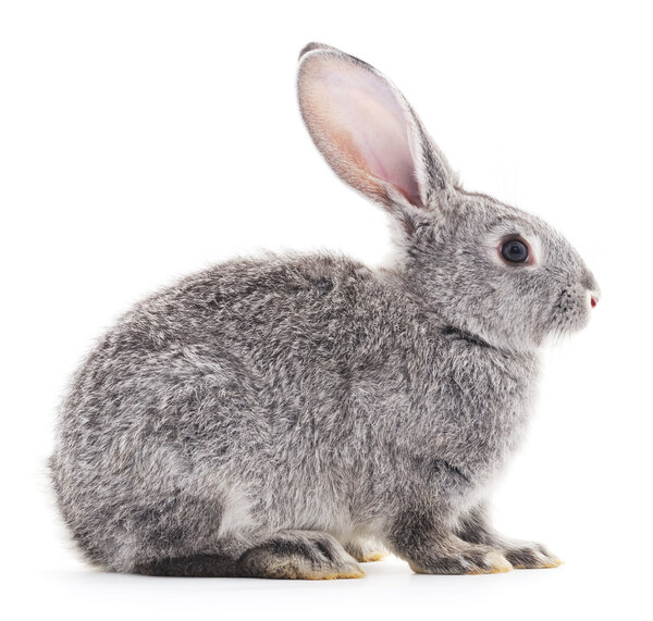 Детский кролик
.