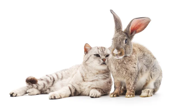 Kat en konijn. — Stockfoto