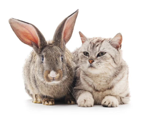 Kat en konijn. — Stockfoto