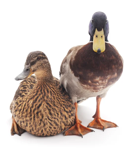 Wild ducks. — Stock Photo, Image