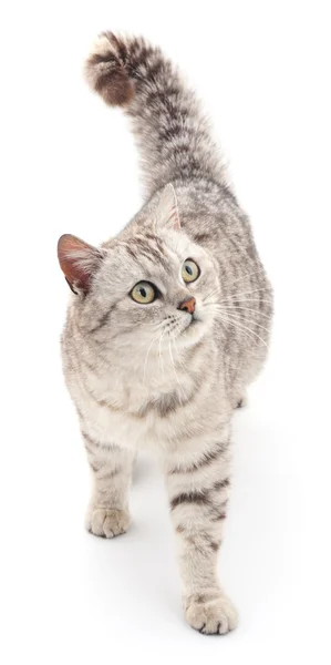 Gato cinzento . — Fotografia de Stock