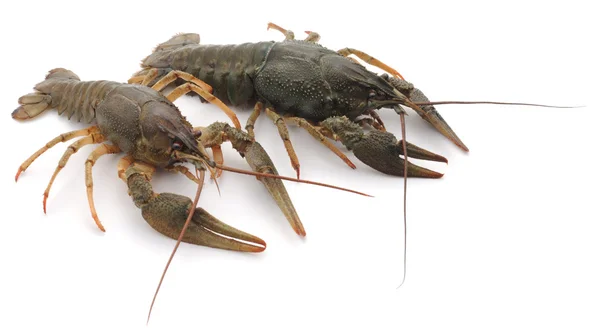 Δύο crayfishes. — Φωτογραφία Αρχείου