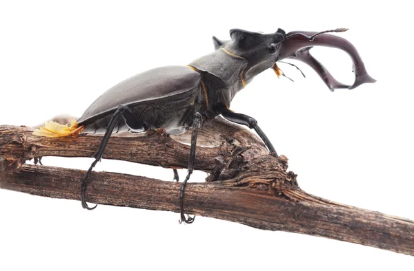 Stag-beetle on a branch. — Stock Photo, Image