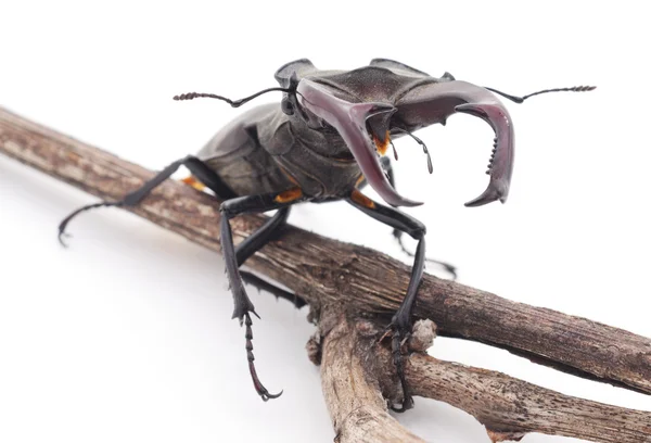 Stag-beetle on a branch. — Stock Photo, Image