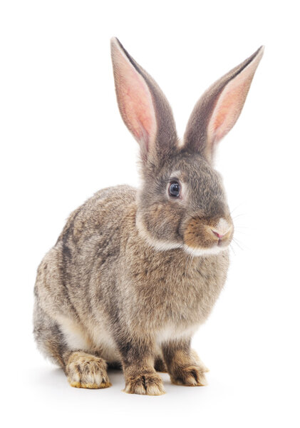 Коричневый кролик
.