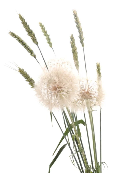 Dandelion and wheat. — Stock Photo, Image