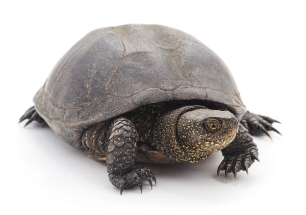 Büyük kaplumbağa. — Stok fotoğraf