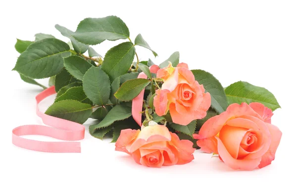 Розовые розы . — стоковое фото
