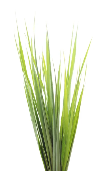 Green cane. — Stock Photo, Image