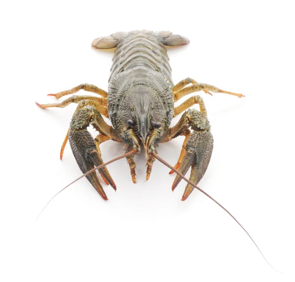 One crayfish. Royalty Free Stock Images