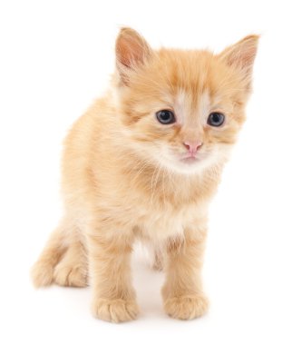 kahverengi yavru kedi.