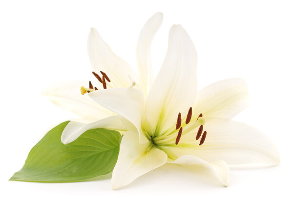 Белые лилии
.