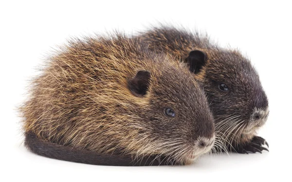 Baby nutria. — Stockfoto