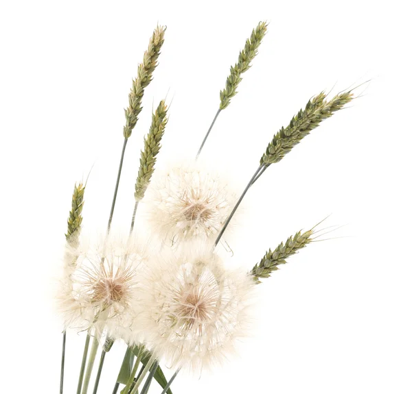 Dandelion and wheat. — Stock Photo, Image