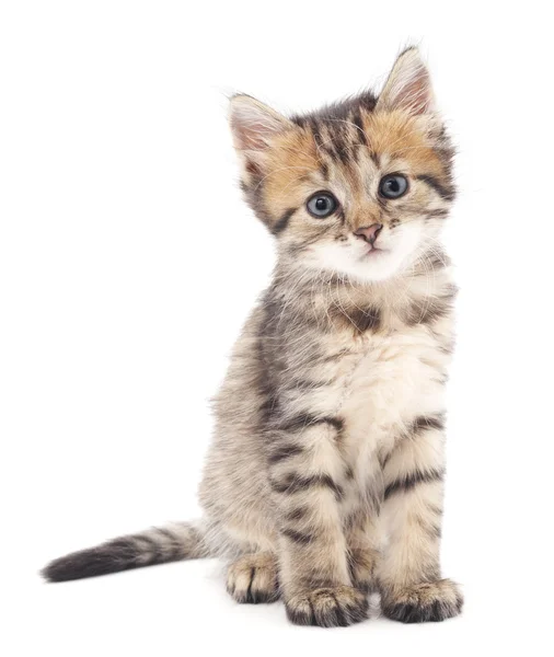 Gri kedi yavrusu.