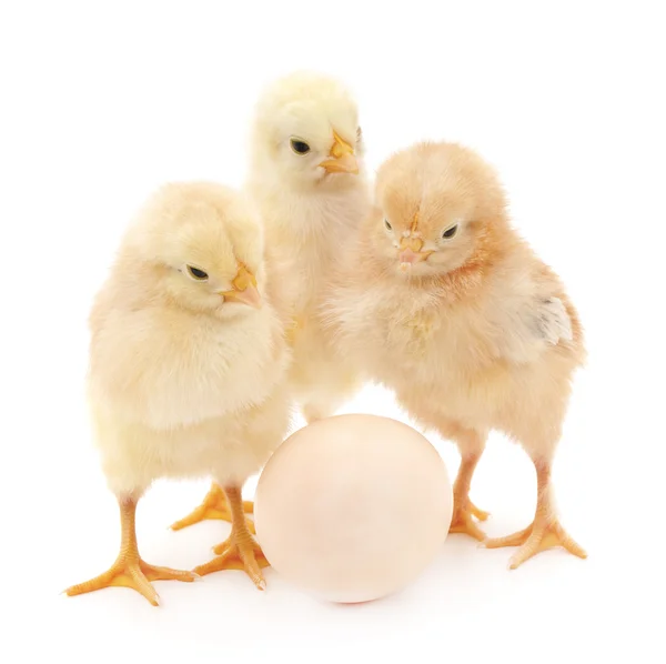 Pollos con huevo . — Foto de Stock