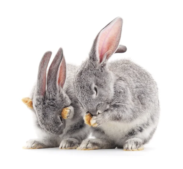 Baby rabbits. — Stock Photo, Image