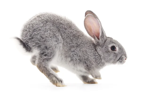 Baby konijn. — Stockfoto