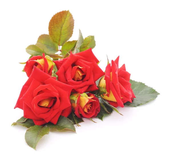 Rose rosse. — Foto Stock