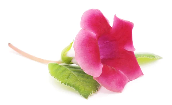 Gloxinia pink fotos de stock, imágenes de Gloxinia pink sin royalties |  Depositphotos