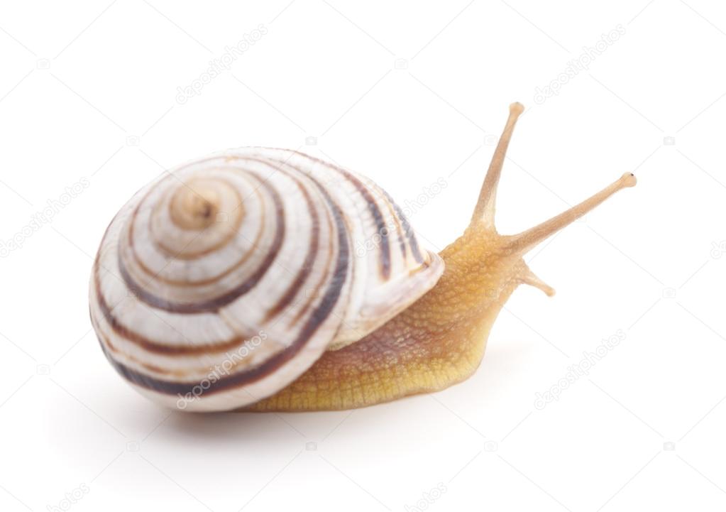 Striped snail.