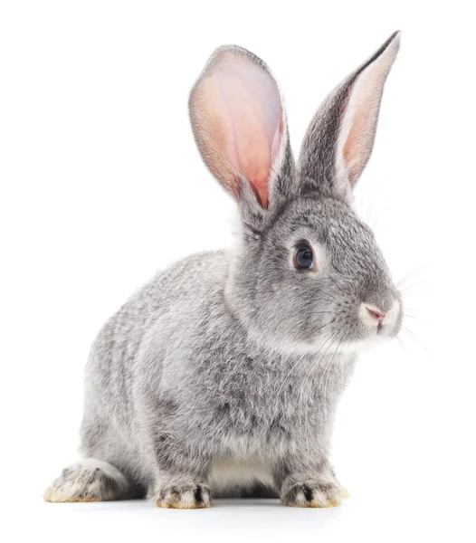 Baby rabbit. — Stock Photo, Image