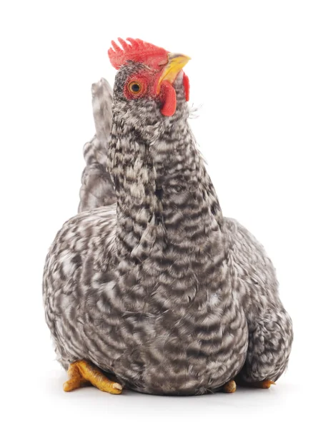 Szary kurczaka. — Zdjęcie stockowe