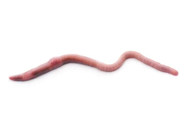 Růžový červ. — Stock fotografie