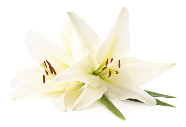 Белые лилии . — стоковое фото