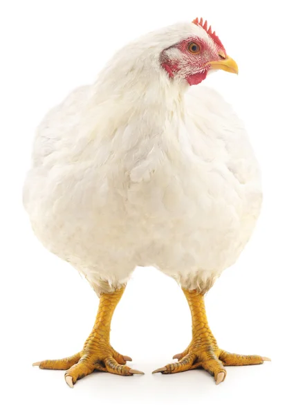 Gallina bianca . — Foto Stock