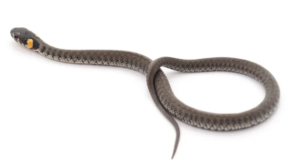 Mały wąż. — Zdjęcie stockowe