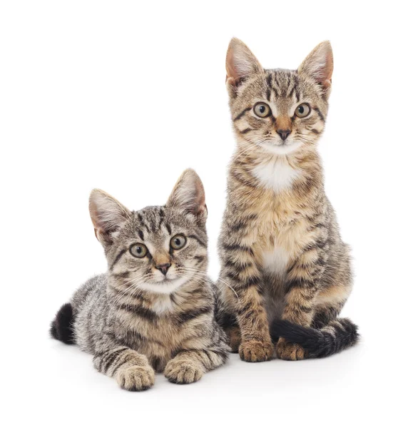 Two kittens. — Stock Photo, Image