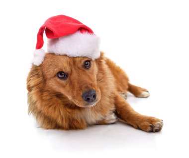 Beyaz arka planda izole edilmiş, Noel şapkalı bir köpek..