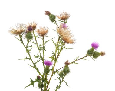 Fresh and dried thistle flowers isolated on a white background.